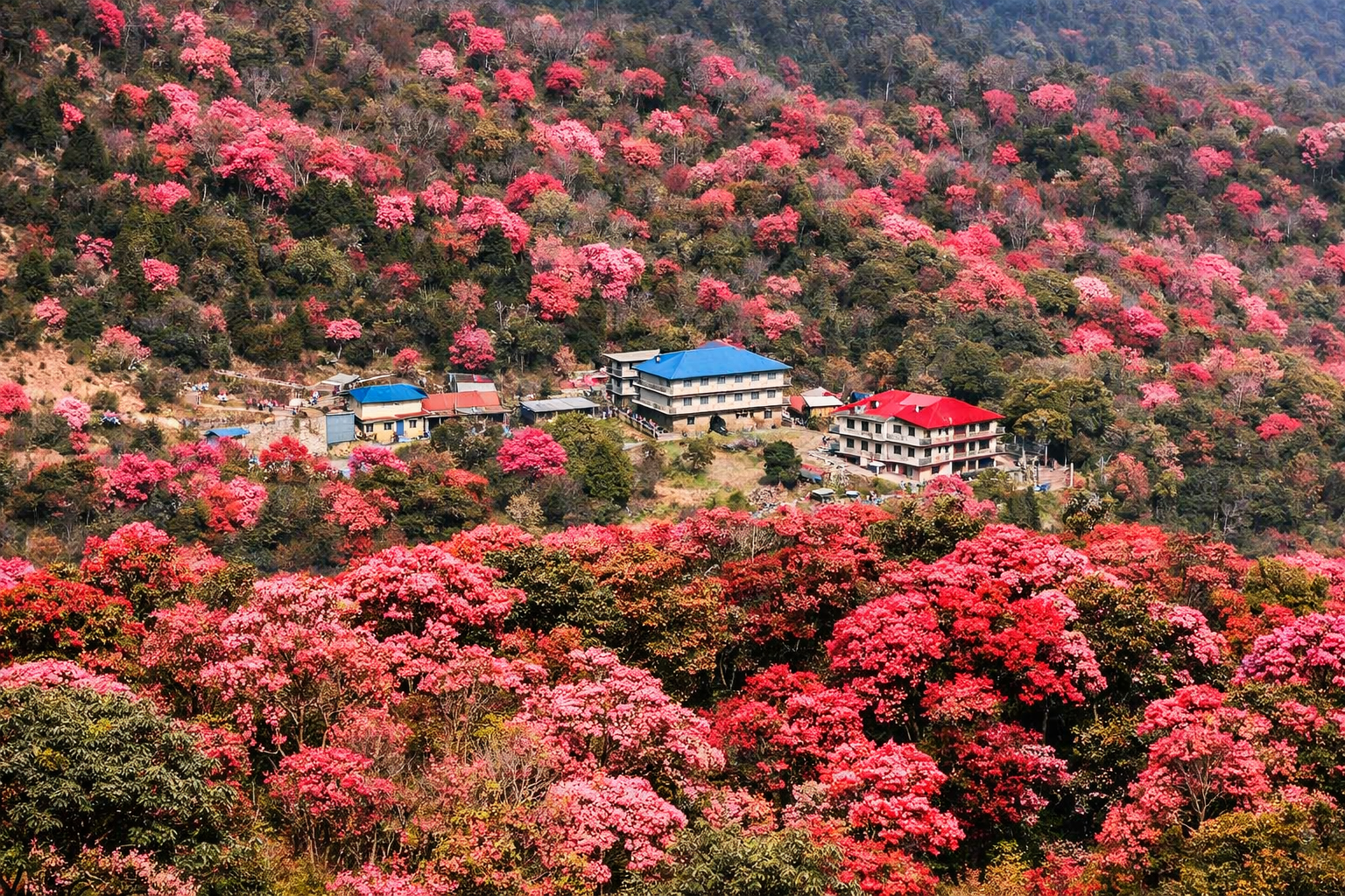 Rhododendron forests, Poon Hill route